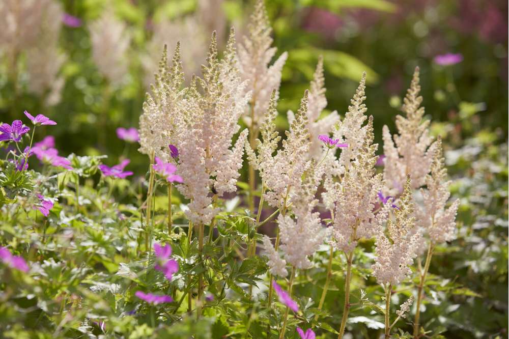 Astilbe 'Vision Inferno'